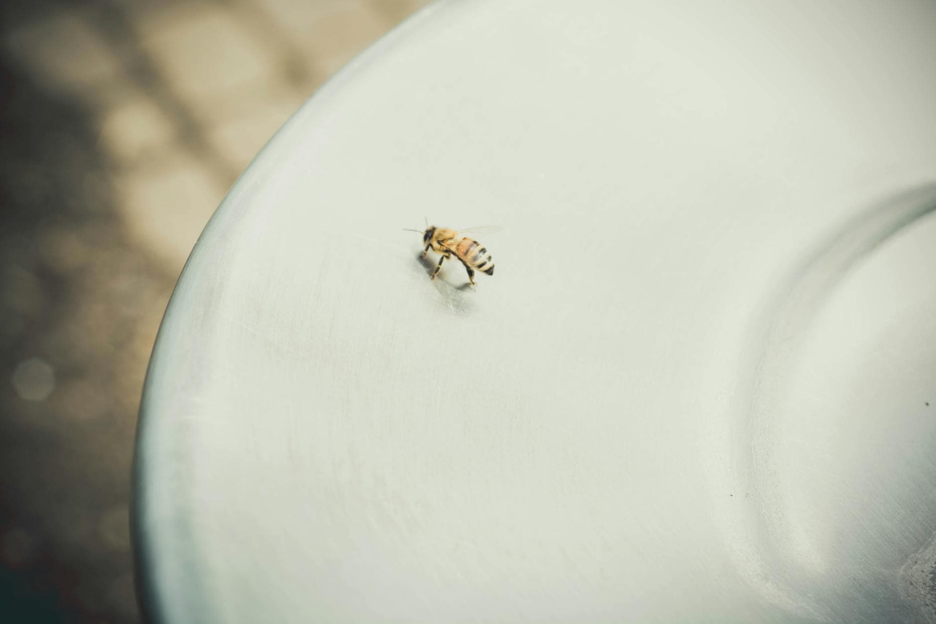 Macro shot of a solitary bee on a white surface with blurred background.
