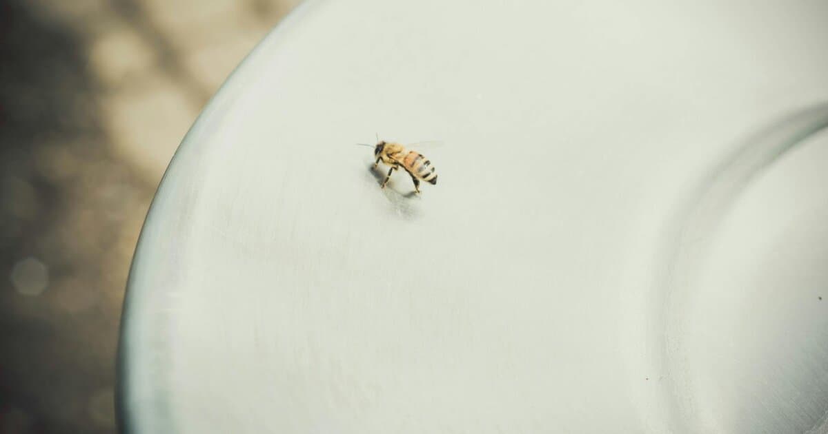 Macro shot of a solitary bee on a white surface with blurred background.