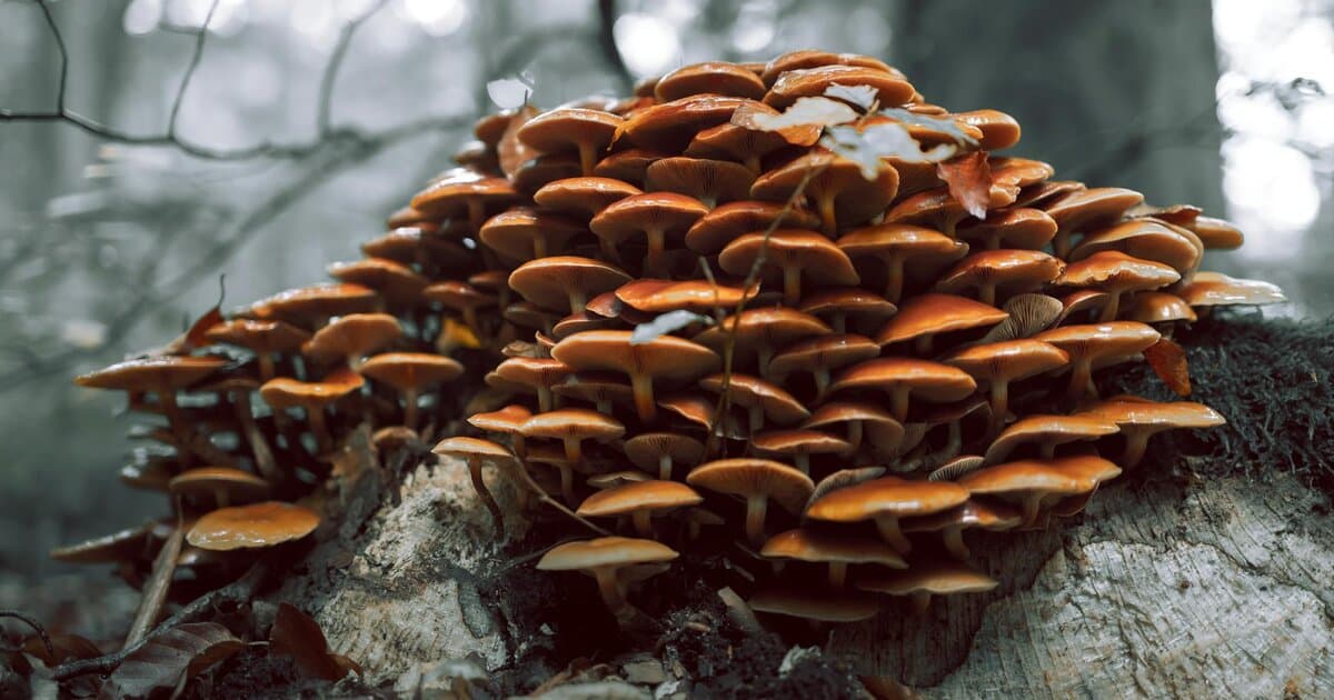 Close-up of vibrant mushrooms growing on a log in an autumn forest.