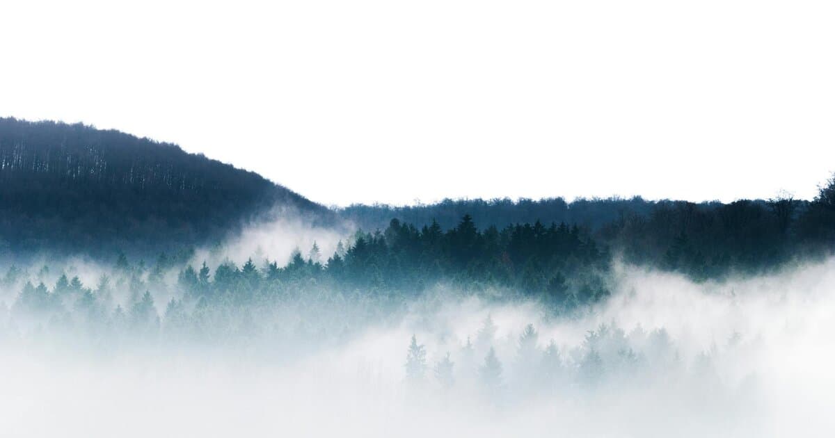 Serene misty forest landscape captured on a foggy morning with rolling hills and dense trees.